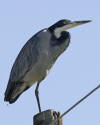 Heron